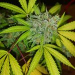 Banana Cheese strain
