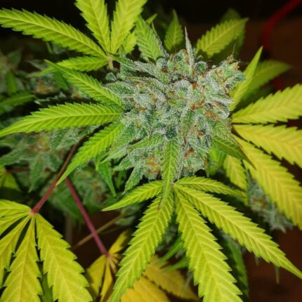 Banana Cheese strain