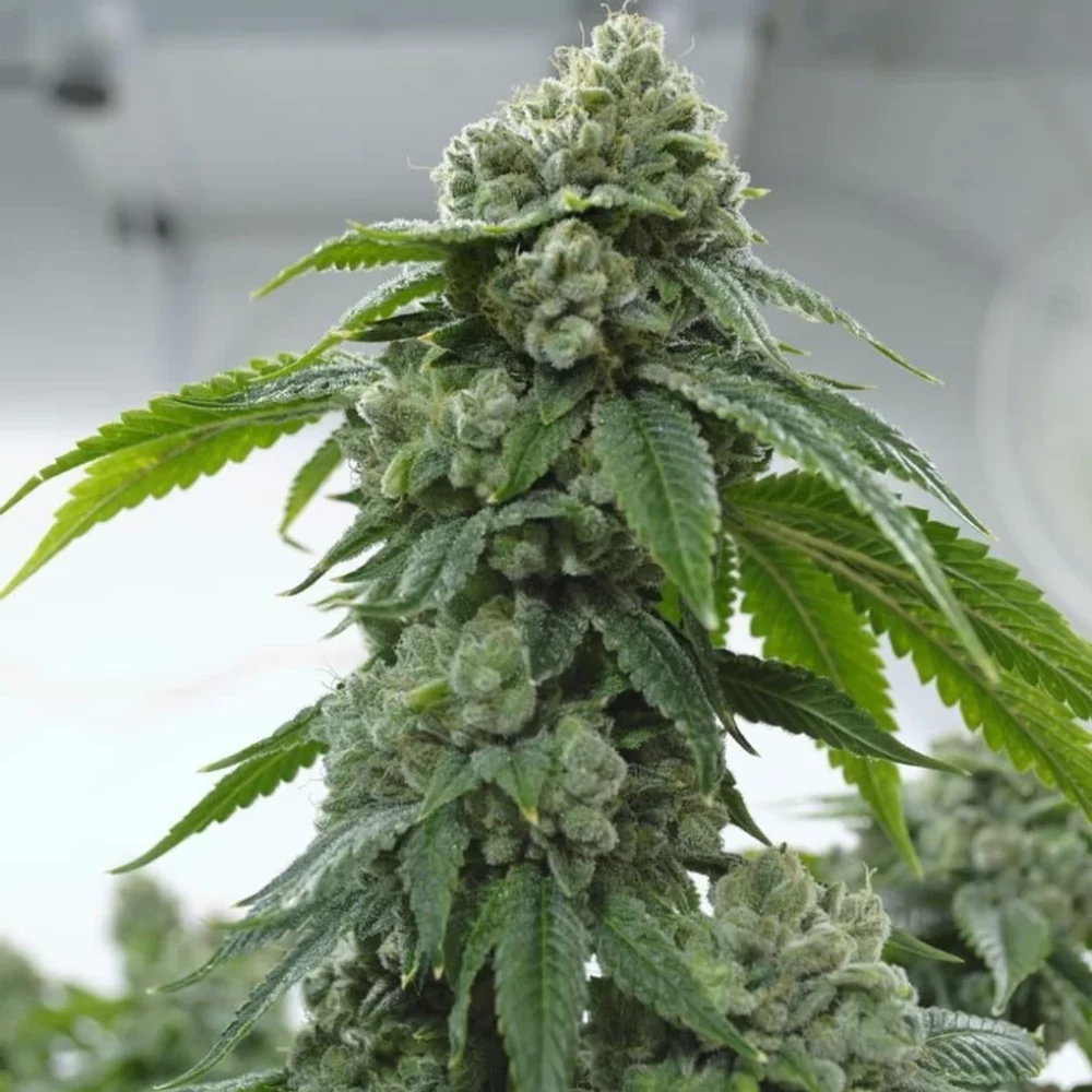 Biker-Kush Biker Kush