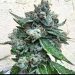 Bohemian Highway flowering cannabis plant