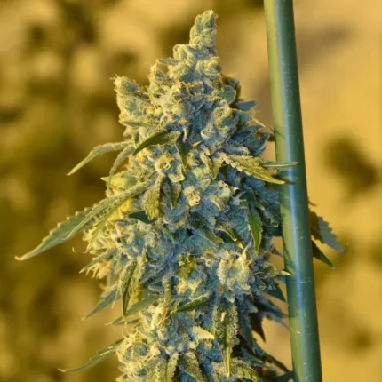 Cheese strain