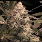 Dog Patch strain
