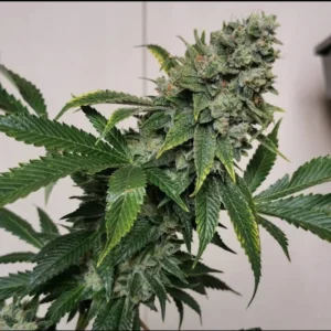 Dog Patch lucky dog seeds co