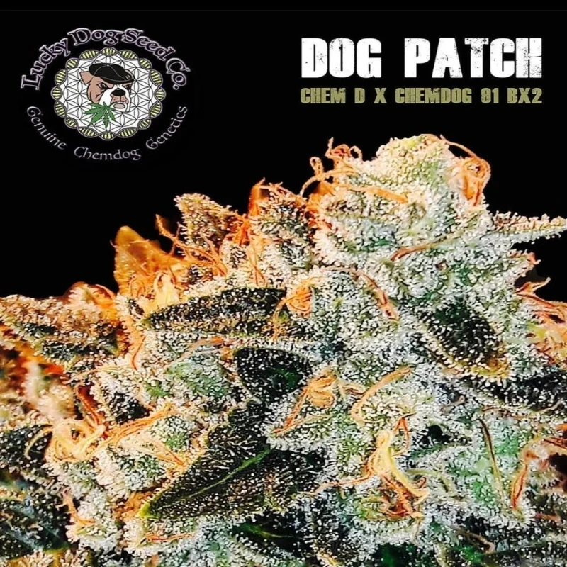Dog-Patch-strain Dog Patch strain