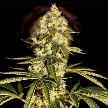 Guerrilla Fumé flowering cannabis plant
