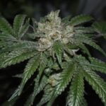 old red sour