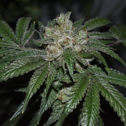 old red sour