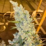 Oldman's Silver Haze 98