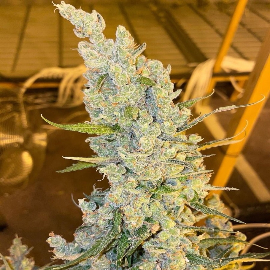 Oldman's Silver Haze 98 Oldman's Silver Haze 98 - Image 1