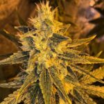Petrol Skunk - Image 3