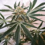 Petrol Skunk - Image 2