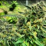 Petrol Skunk