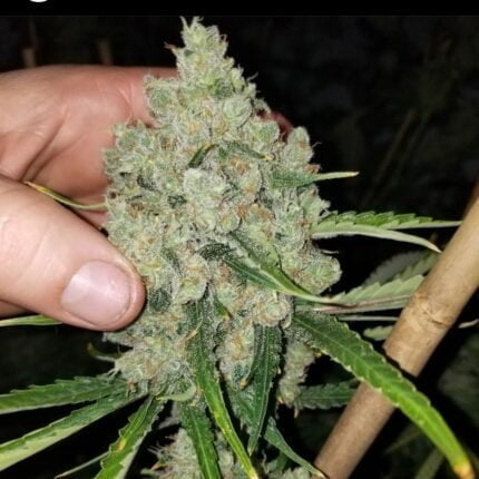 Russell cannabis flower held beside the plant