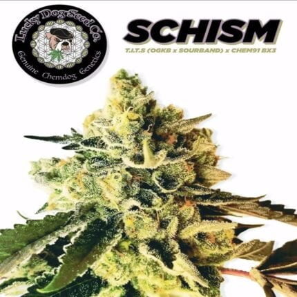 Schism flowering plant with Lucky Dog Seed Co artwork