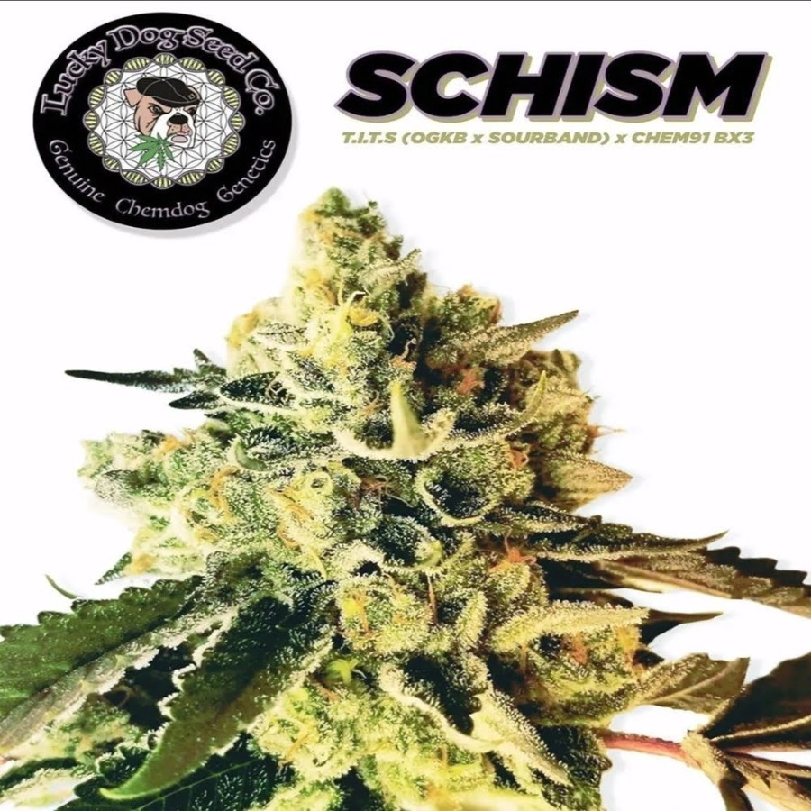 Schism Schism flowering plant with Lucky Dog Seed Co artwork