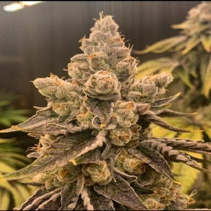 Flowering cannabis plant with dense buds and brown leaves