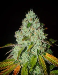Sowahh Strain