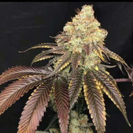 Sweet Chem flowering cannabis plant with purple leaves