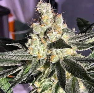 Blue Grape Fuel