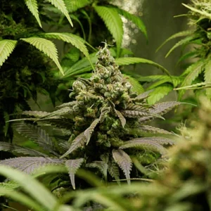 Blue Grape Fuel seed