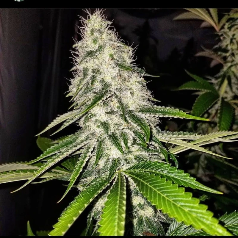 chasca-strain Chasca strain