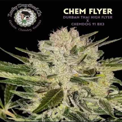 chem flyer strain