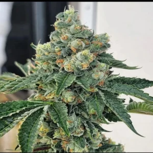 Chem fuego strain
