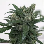 old school genetics skunk