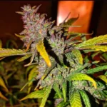 Old School Skunk — Collector pack - Image 2