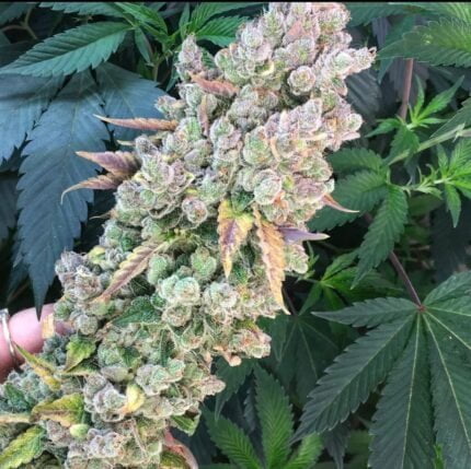 Goji Dog flowering cannabis plant