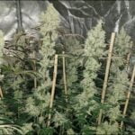 Old Yogo flowering plants in an indoor grow room