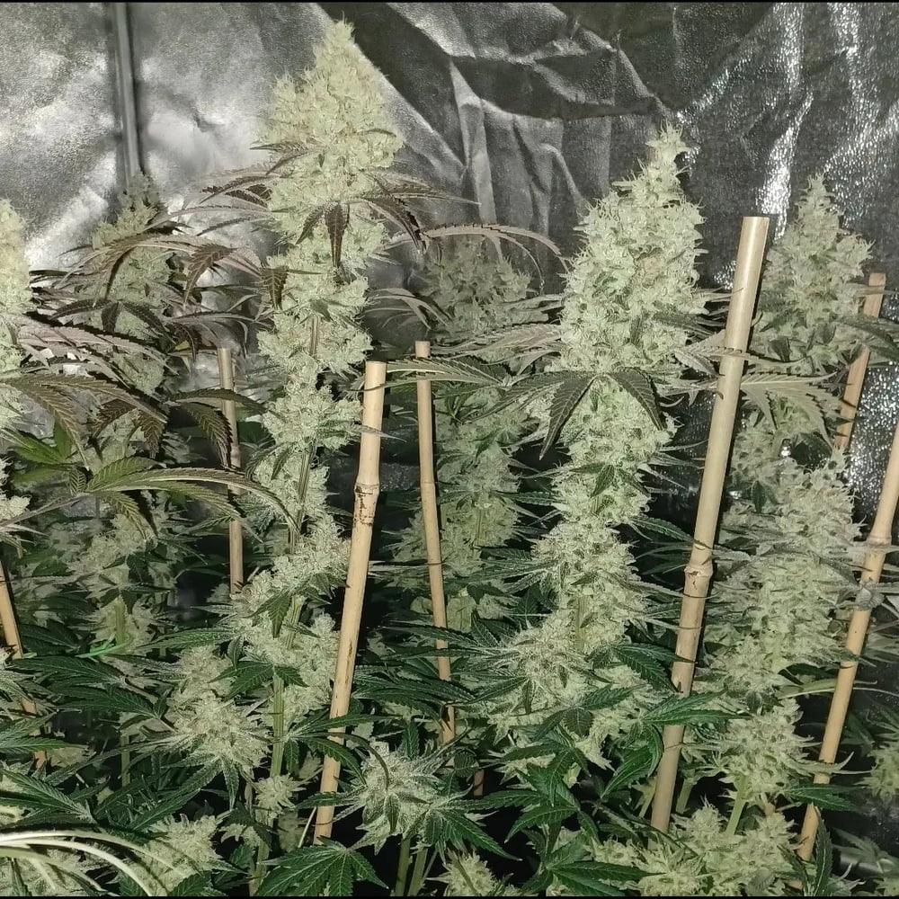 Old Yogo Old Yogo flowering plants in an indoor grow room