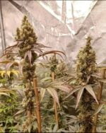 Old Yogo flowering cannabis plants under indoor lights