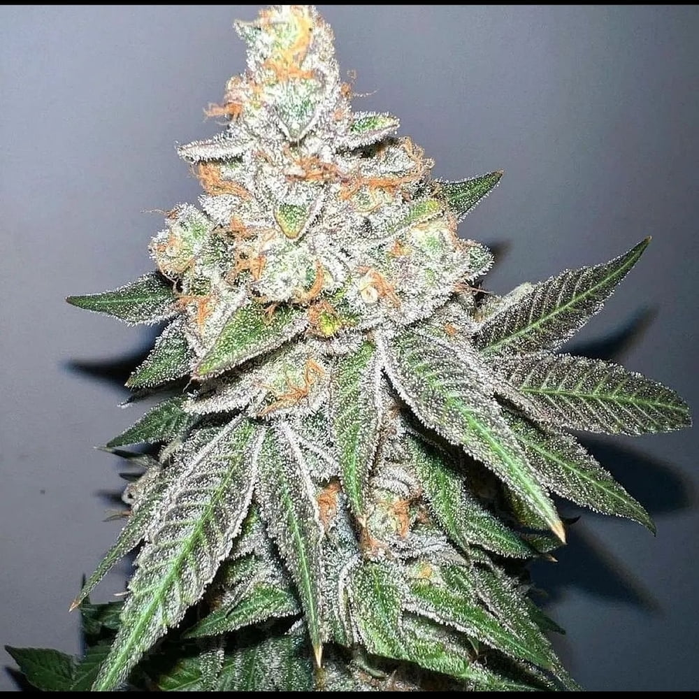 Hunza Valley 91 Hunza Valley 91 flowering cannabis plant