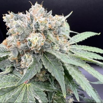 Close-up of a Hunza Valley 91 cannabis flower