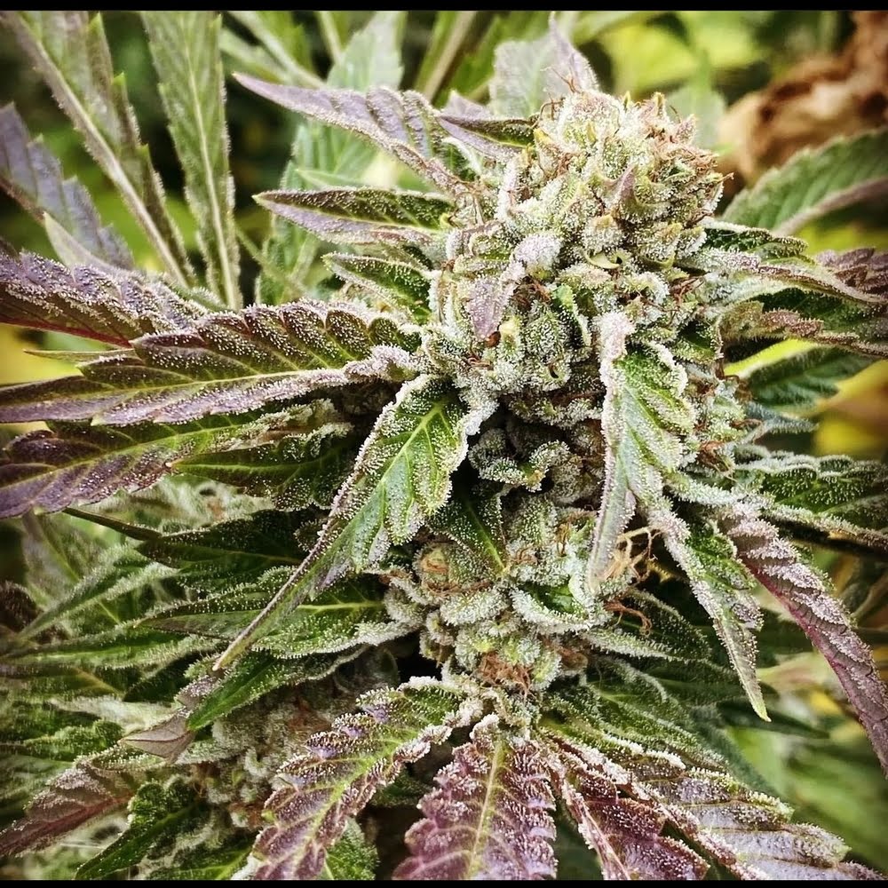 Road DOG Road D.O.G cannabis flowers and leaves