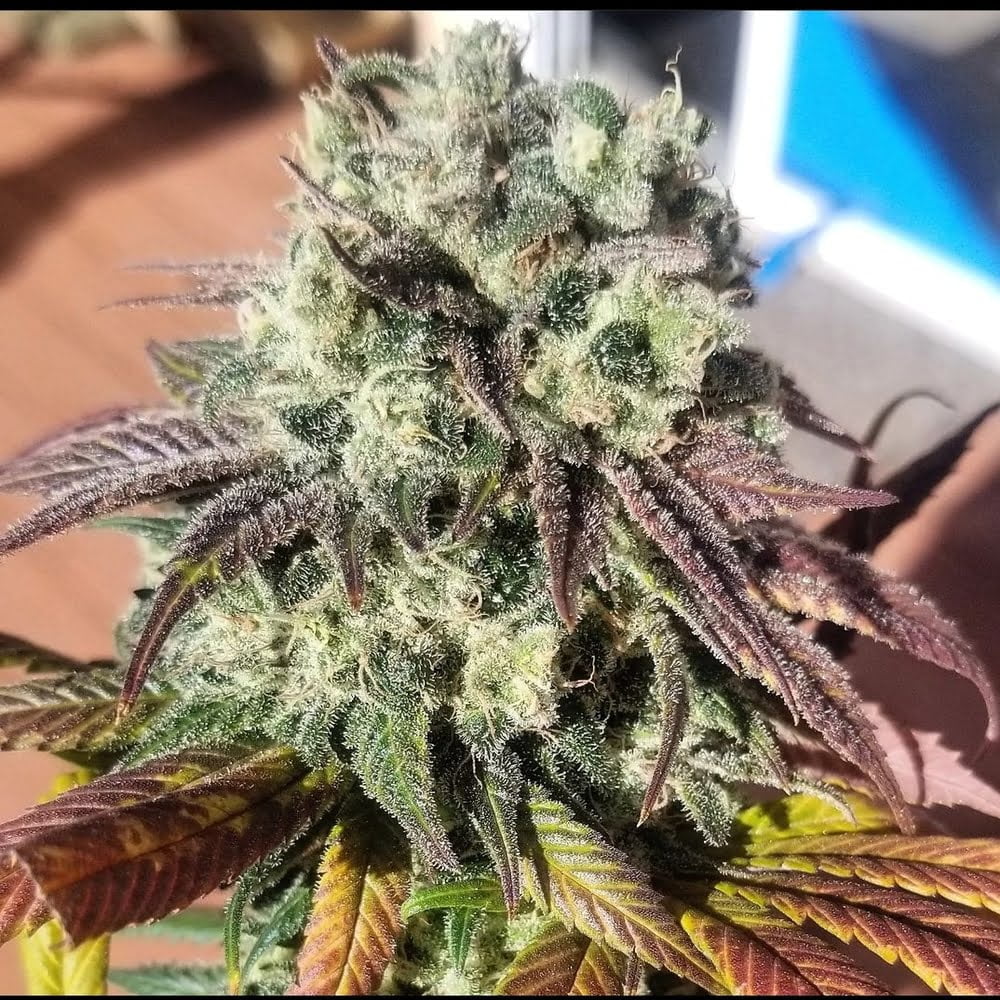 Sunshine Biscuits Sunshine Biscuits flowering cannabis plant