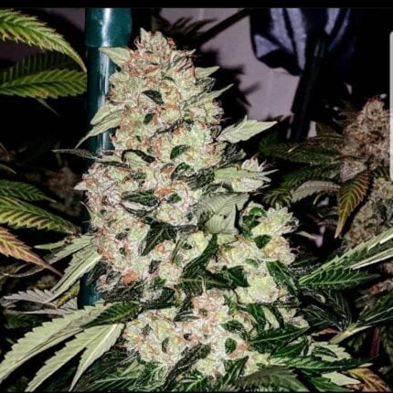 Twin Peaks flowering cannabis plant