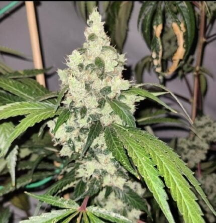 Chemnesia cannabis flowers on a plant