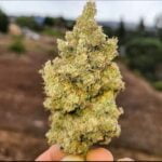 Diesel Therapy cannabis bud held in a hand