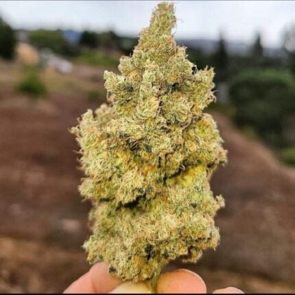 Diesel Therapy cannabis bud held in a hand