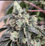 Diesel Therapy flowering cannabis plant