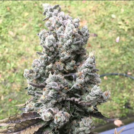 Frictrix flowering cannabis plant outdoors