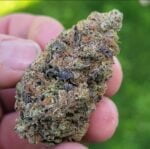 Grand Master Chem cannabis bud held in a hand
