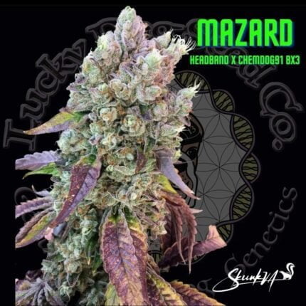 Mazard flowering plant with Lucky Dog Seed Co artwork