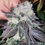 Zephyr cannabis flower with dark purple leaves
