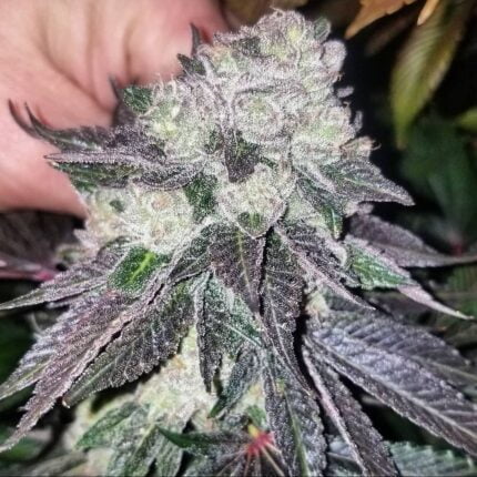 Zephyr cannabis flower with dark purple leaves