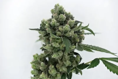 karma sour diesel seed