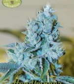 headbanger strain old school genetics