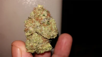 headbanger seed